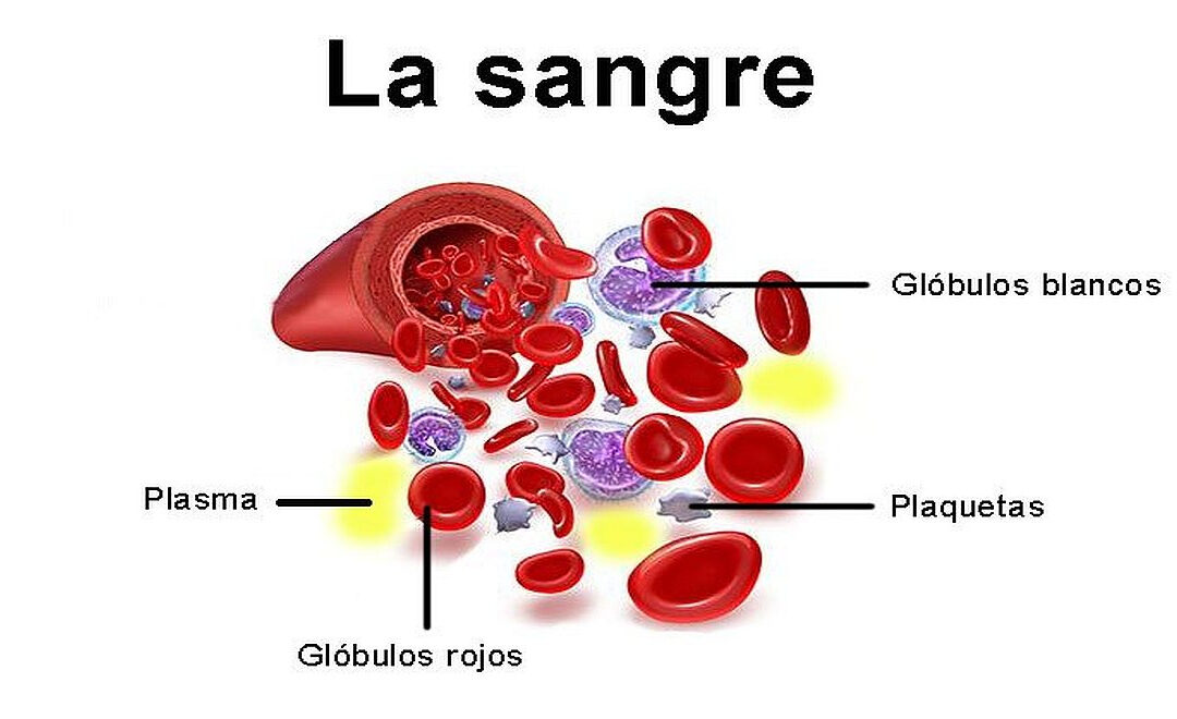 LA SANGRE_ SUS COMPONENTES Y ALIMENTOS BENEFACTORES – REMEDIOS NATURALES – ALIMENTACION SALUDABLE