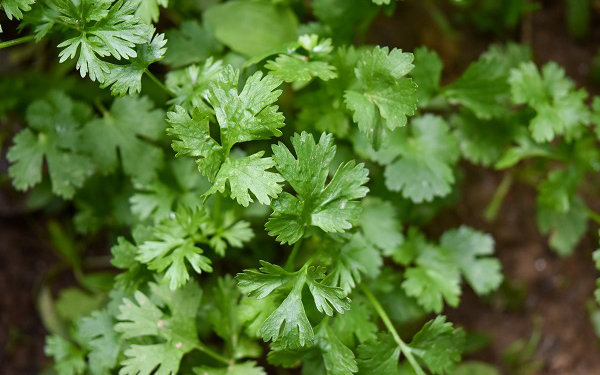Nuevos Descubrimientos_Maravillosos efectos del cilantro – Diciembre 7 2023