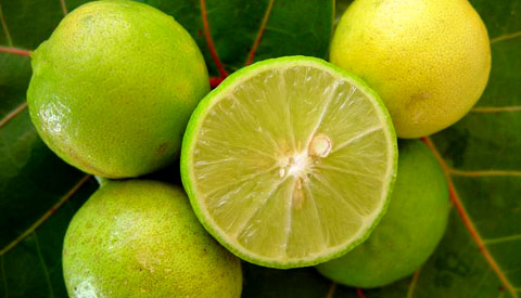 LIMÓN_ PROTECTOR PULMONAR – PROTECTOR HEPATICO – Luis Antonio Melón