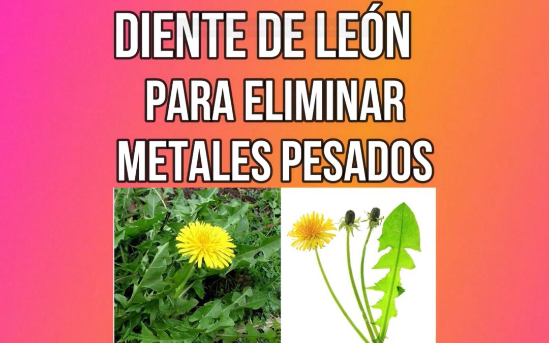 METALES PESADOS_ Diente de Leon -poderoso limpiador- Luis Antonio Melon Gomez