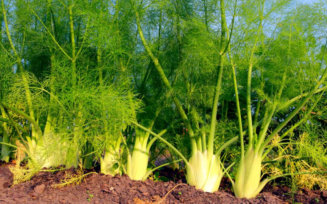 EL HINOJO_ PROPIEDADES MEDICINALES Y NUTRICIONALES – REMEDIOS NATURALES – ALIMENTACION SALUDABLE
