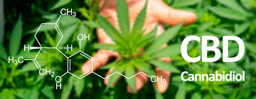 CONOZCA EL CANNABIDIOL – CBD – CON EL DR. JOSE LUIS QUINTERO – Luis Antonio Melón