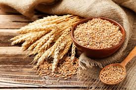 EL TRIGO VIVO_ LA VERDAD SOBRE SUS PROPIEDADES NUTRICIONALES – ALIMENTACION SALUDABLE