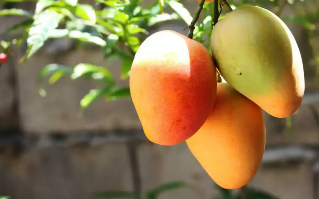 NUESTRA RESPUESTA_ GO-MAN – MAN-GO (LA FRUTA MARAVILLA – LUIS ANTONIO MELÓN JULIO 15-2024