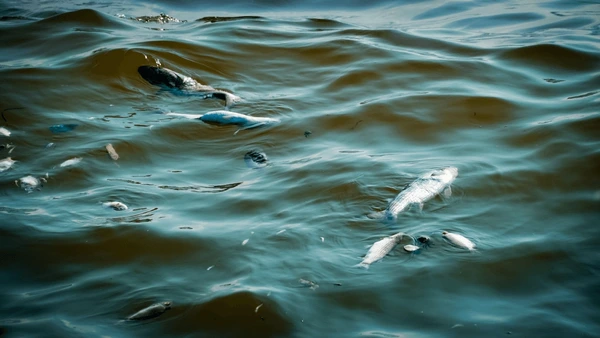 AGUA MUERTA