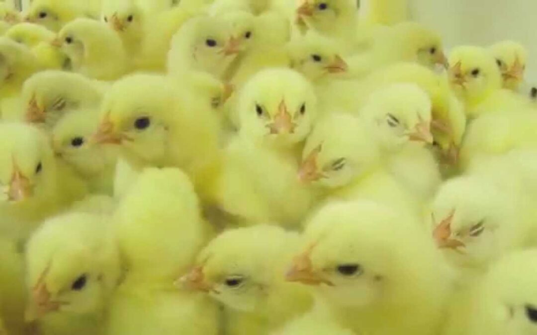 Animal Equality investigation in chicken hatcheries